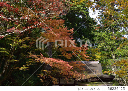 尋找秋葉,秋葉@Nayera,小松市,石川縣。 尋找秋葉,秋葉@Nayera,小松市,石川縣。 36226425