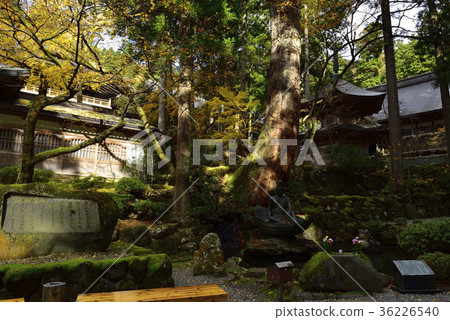 尋找彩色的葉子，紅葉@ Eihei-ji，Eihei-ji，福井縣。 36226540