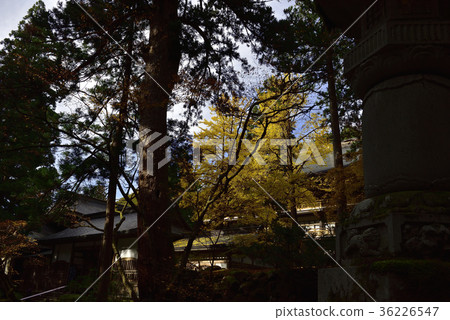 In search of colored leaves, colored leaves @ Eihei-ji, Eihei-ji, Fukui Prefecture. 36226547