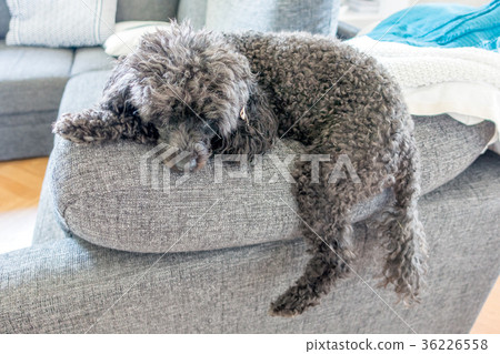 Miniature Poodle Miniature Poodle 36226558