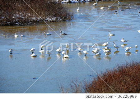 Winter fine meteorites Snow covered Komagatake and Owo 36226969