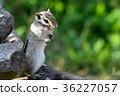[Animal] Chipmunk (22) 36227057