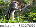 [Animal] Chipmunk (23) 36227059