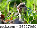 [Animal] Chipmunk (24) 36227060