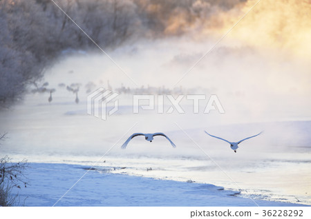 犀鳥站起來(北海道·Tsurui) 犀鳥站起來(北海道·Tsurui) 36228292