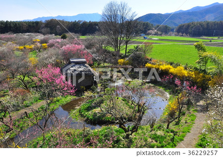 在盛開Shinshu Ina李子樹全景的春天花 36229257