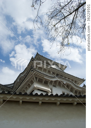 Himeji castle   36229501