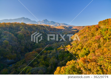秋葉的八岳高原（山梨縣） 36229774