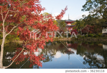 Daikakuji of autumnal leaves 1 36230118