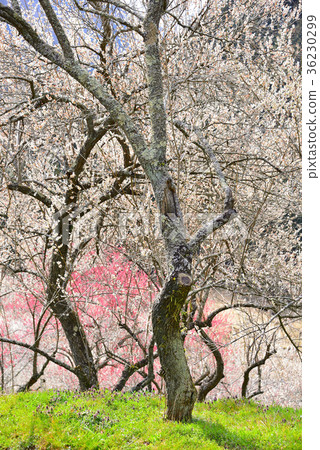Takao plum forest Takao plum forest 36230299