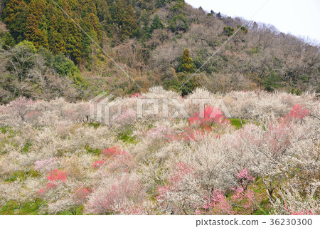 Takao plum forest Takao plum forest 36230300