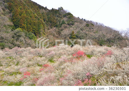 Takao plum forest Takao plum forest 36230301