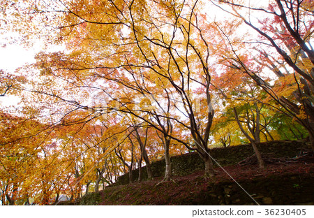 Kii Fudoki-no-Oka Autumn Foliage Scenery Wakayama City, Wakayama Prefecture 36230405