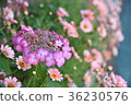 繡球 36230576