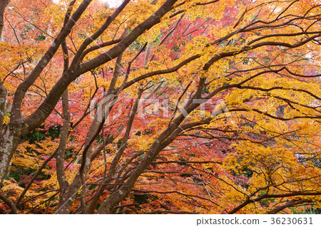 和歌山秋葉紀秋之葉風景和歌山縣和歌山市 和歌山秋葉紀秋之葉風景和歌山縣和歌山市 36230631