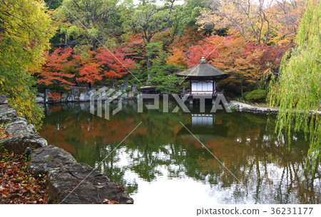 和歌山縣和歌山市和歌山城秋葉花園裡的秋葉 照片素材 圖片 圖庫