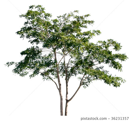 tree of Isolated on white background  36231357