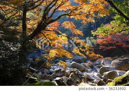 Autumn leaves of Kietsukyo Gorge, Tanabe City, Wakayama Prefecture 36231692