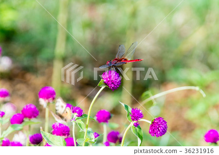 Crimson Marsh Glider dragonfly Libellulidae Crimson Marsh Glider dragonfly Libellulidae 36231916