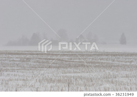Rural houses by the field in winter 36231949