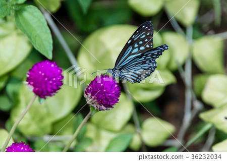 Butterfly, Blue Tiger (Tirumala limniace) India 36232034