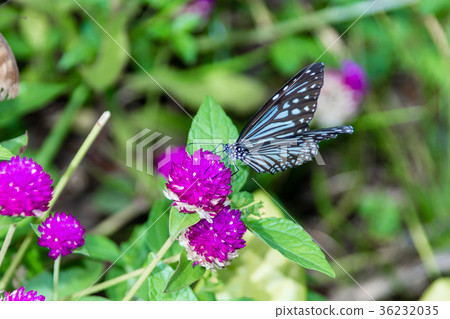Butterfly, Blue Tiger (Tirumala limniace) India 36232035