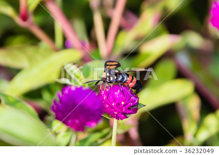 Footman Moth (Amata sp) Kerala in India 36232049