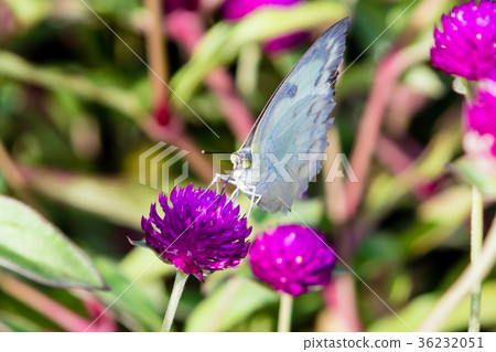 The Small White (Pieris rapae) a butterfly 36232051
