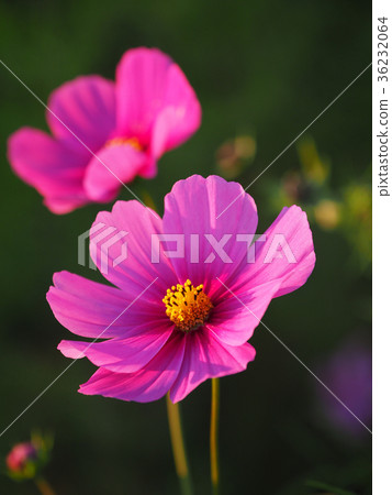 Cosmos up (natural texture) Cosmos up (natural texture) 36232064