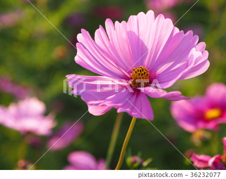 Cosmos up (natural texture) Cosmos up (natural texture) 36232077