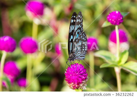 Butterfly, Blue Tiger (Tirumala limniace) India 36232262