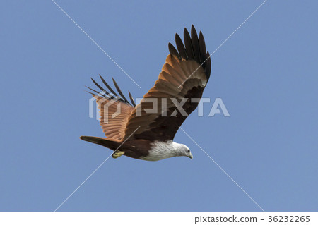 Haliastur indus or red backed sea eagle in the sky 36232265