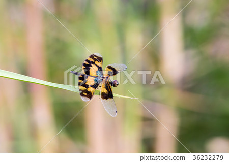 Golden Rhyothemis variegata dragonfly, India Golden Rhyothemis variegata dragonfly, India 36232279