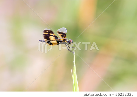 Golden Rhyothemis variegata dragonfly, India Golden Rhyothemis variegata dragonfly, India 36232323