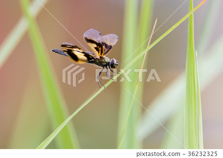 Golden Rhyothemis variegata dragonfly, India Golden Rhyothemis variegata dragonfly, India 36232325