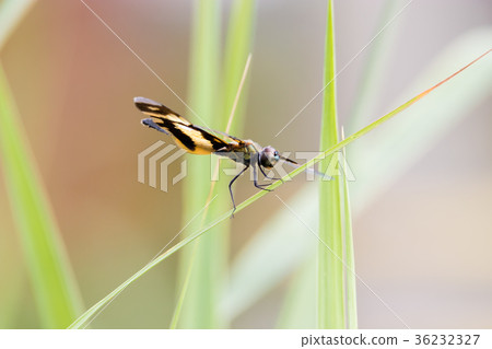 Golden Rhyothemis variegata dragonfly, India Golden Rhyothemis variegata dragonfly, India 36232327