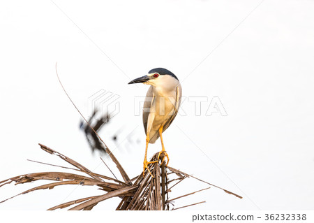 Water gulls bird from Backwater in Kerala Water gulls bird from Backwater in Kerala 36232338