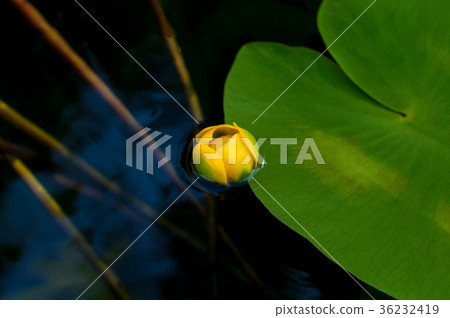 Flower bud of Yellow Water-lily. 36232419