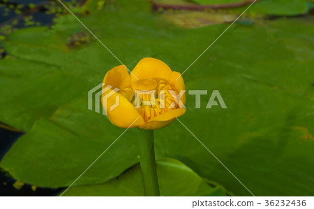 Flower bud of Yellow Water-lily. 36232436