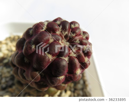 Cactus Kunizay Cactus Kunizay 36233895