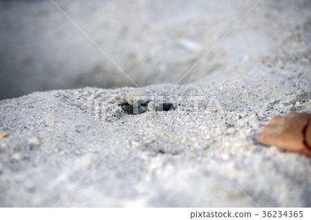 newborn baby green golfina turtle approaching sea newborn baby green golfina turtle approaching sea 36234365
