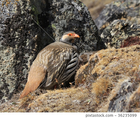 Tibetan snowcock. Tibetan snowcock. 36235099