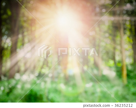 natural green landscape with sunny foreste 36235212