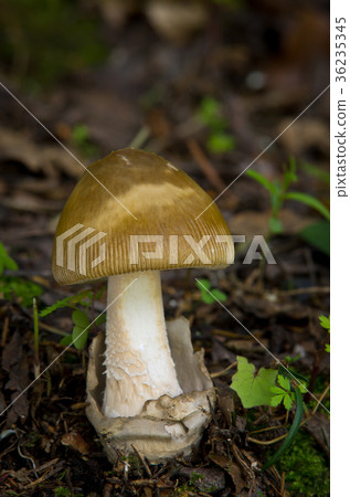 Amanita battarrae - inedible fungus Amanita battarrae - inedible fungus 36235345