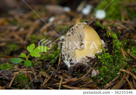 Amanita battarrae - inedible fungus Amanita battarrae - inedible fungus 36235346