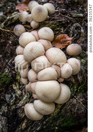 Lycoperdon pyriforme - Inedible fungus Lycoperdon pyriforme - Inedible fungus 36235347