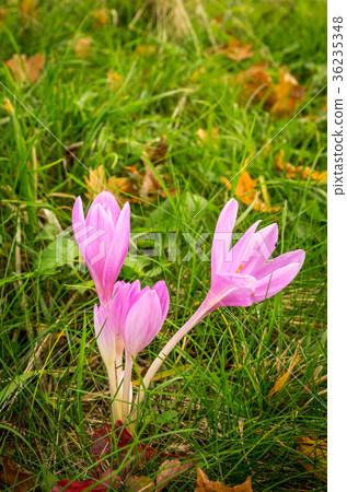 Colchicum autumnale in the autumn meadow Colchicum autumnale in the autumn meadow 36235348