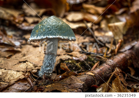 Stropharia caerulea - inedible fungus Stropharia caerulea - inedible fungus 36235349