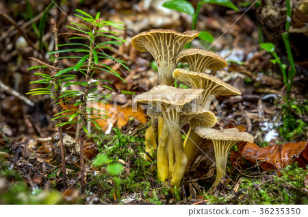 Cantharellus tubaeformis Cantharellus tubaeformis 36235350
