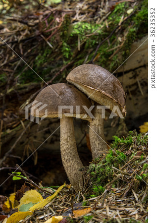 Leccinum pseudoscabrum, edible mushrooms Leccinum pseudoscabrum, edible mushrooms 36235352